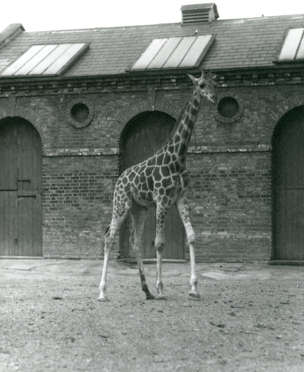 Girafa fêmea Maud, de pé no paddock fora da casa de girafa, zoológico de Londres, 1923 (foto de bw) de Frederick William Bond