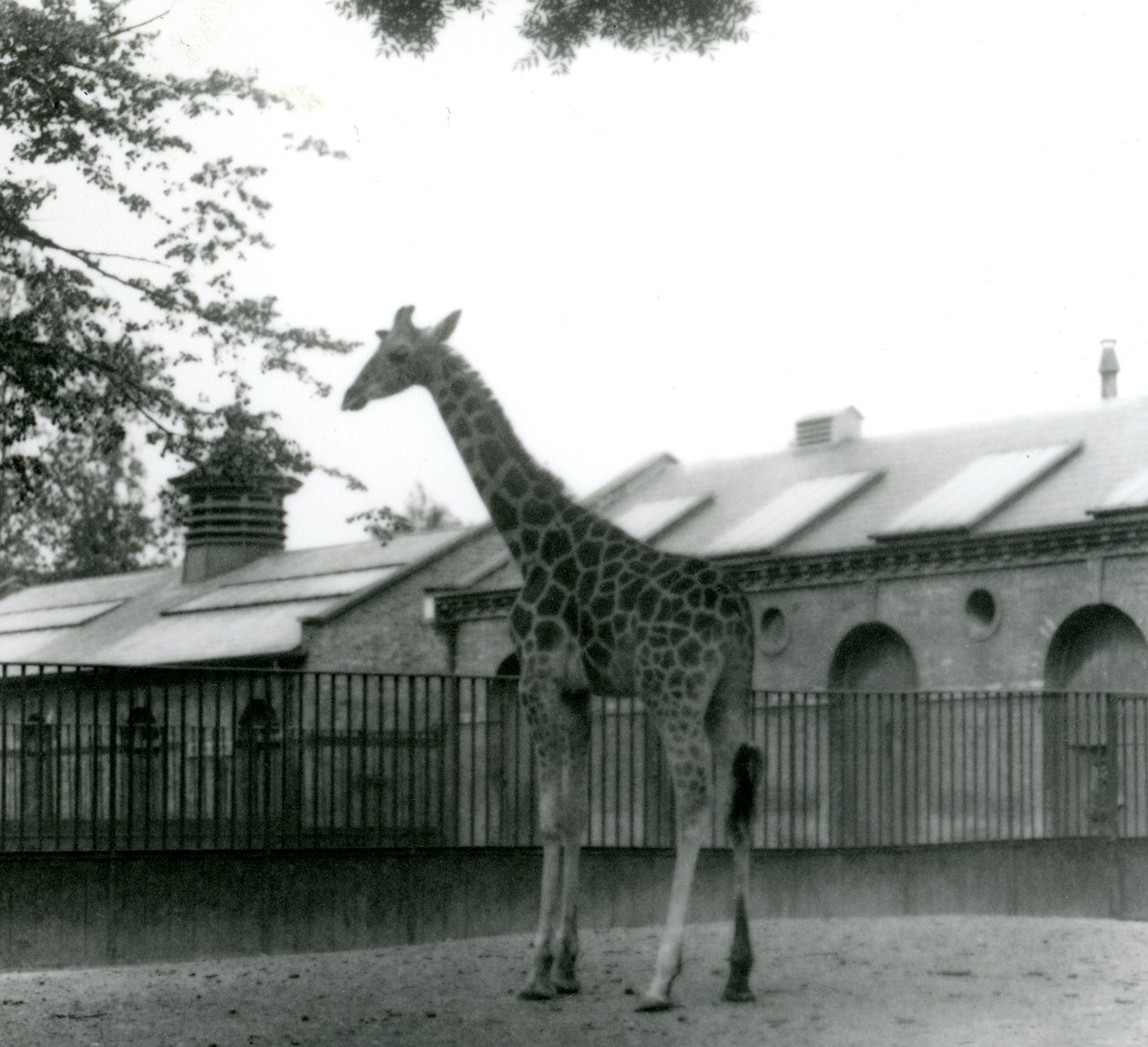 Girafa fêmea Maud, de pé no paddock fora da casa de girafa, zoológico de Londres, 1923 (foto de bw) de Frederick William Bond
