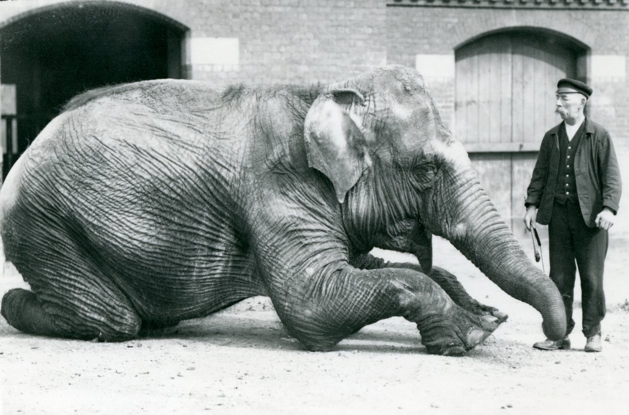 Elefante indiano feminino &39;Suffa Culli&39;, (The Black Rose) se deita para o guarda Charles Eyles, zoológico de Londres, em abril de 1914 de Frederick William Bond