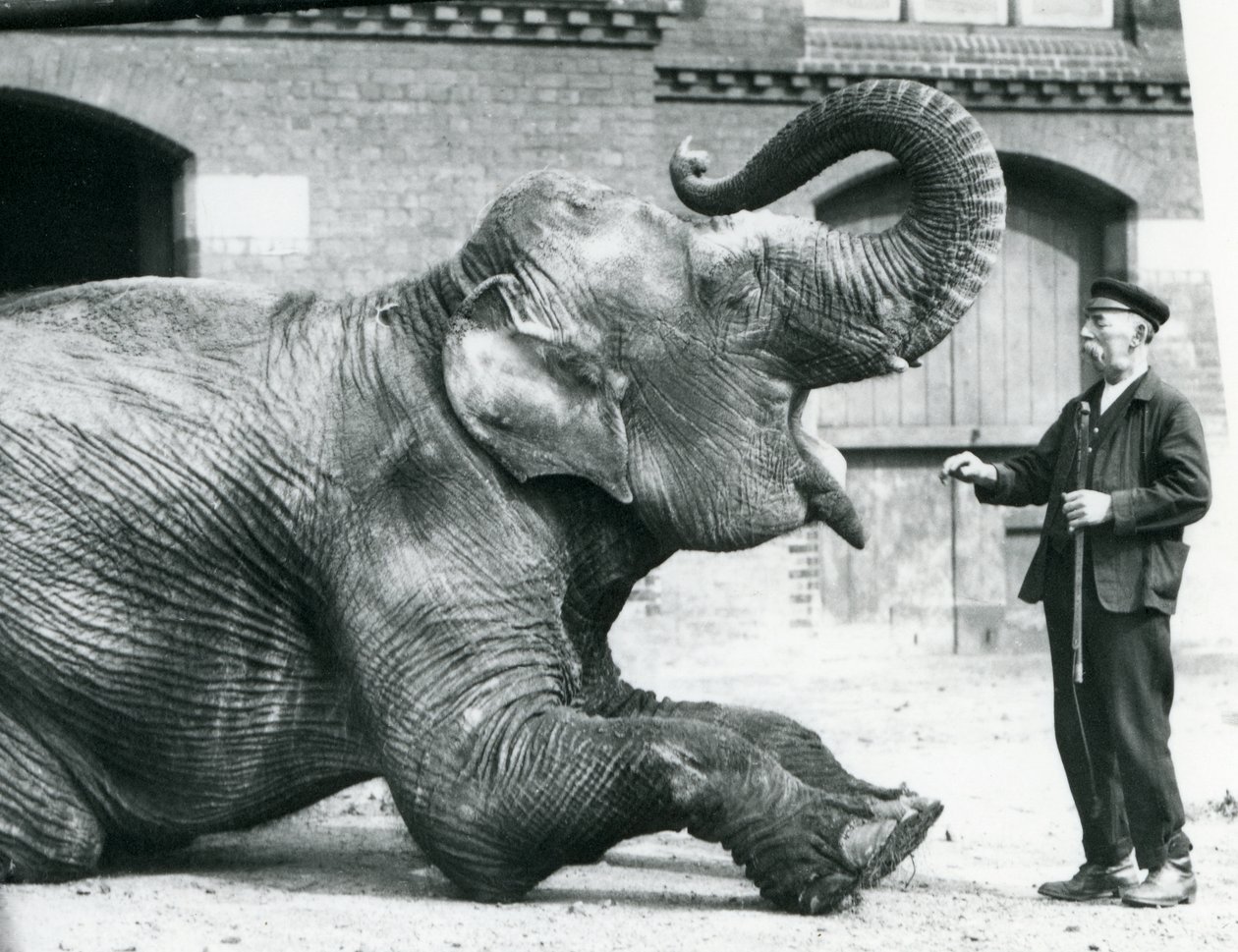 A fêmea do elefante indiano &39;Suffa Culli&39; (A Rosa Negra) abaixa e levanta o tronco para mostrar aos dentes do guardião Charles Eyles, o Zoológico de Londres, em abril de 1914 de Frederick William Bond