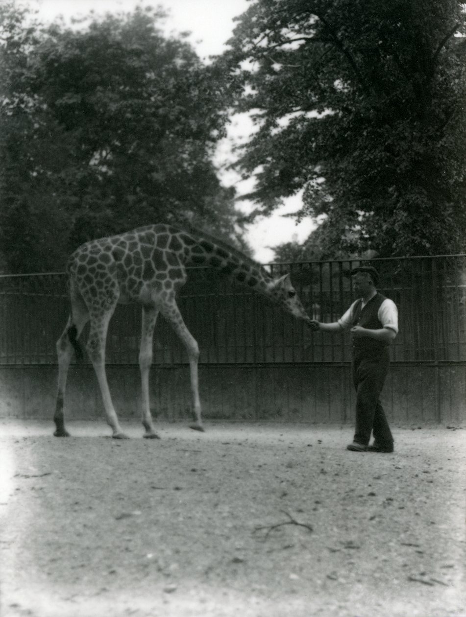 Giraffe &39;Maud&39; alimentação da mão do detentor, zoológico de Londres de junho de 1953. de Frederick William Bond