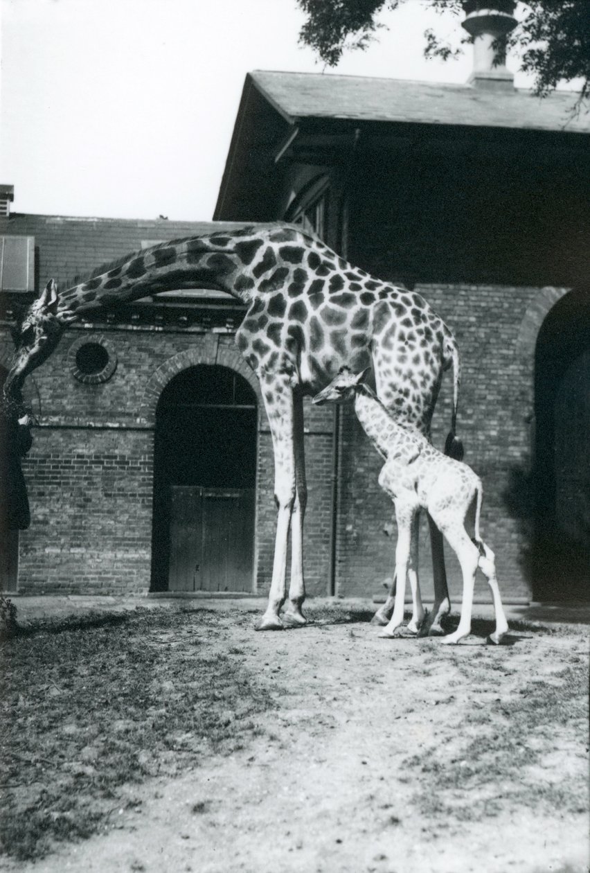 Giraffe com o bebê de 3 dias e o depositário velhos no jardim zoológico de Londres, 1914. de Frederick William Bond