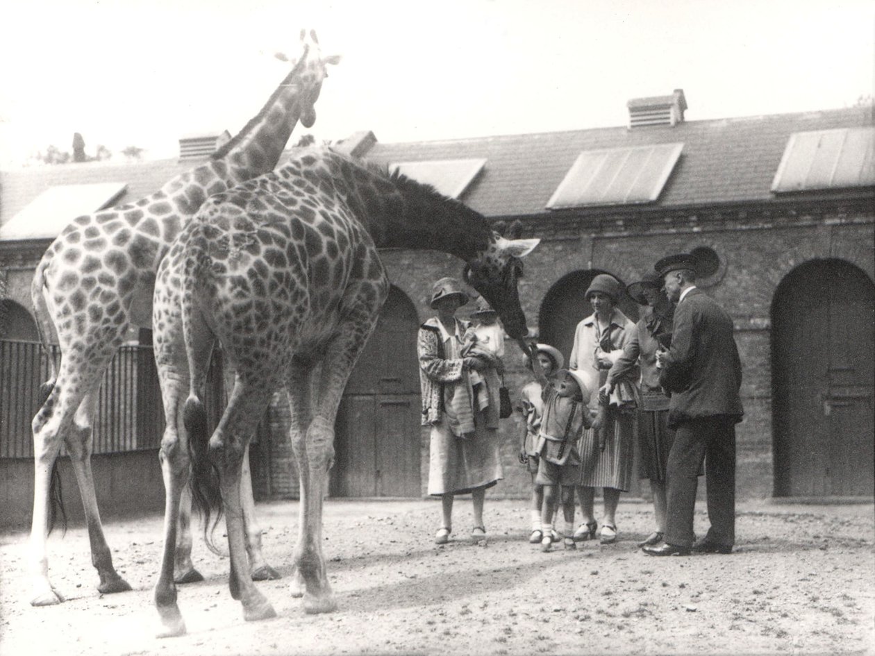 Girafas e visitantes no ZSL London Zoo, de julho de 1926 de Frederick William Bond