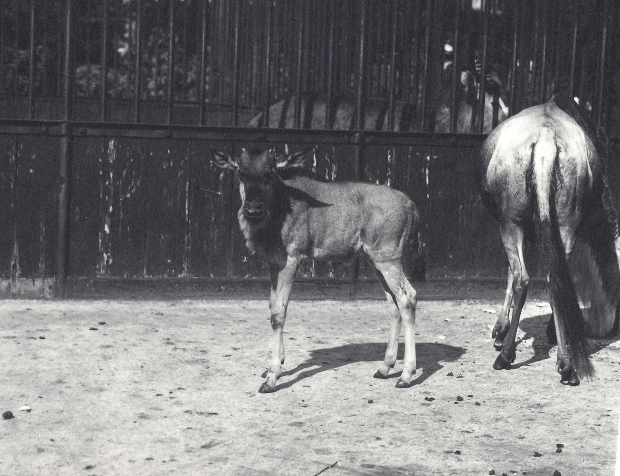 Gnu ou Wildebeest e jovens no zoológico de Londres, agosto de 1917 de Frederick William Bond