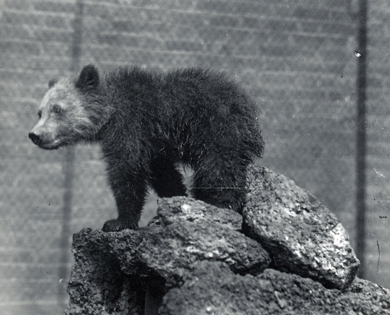 Filhote de urso pardo de Frederick William Bond