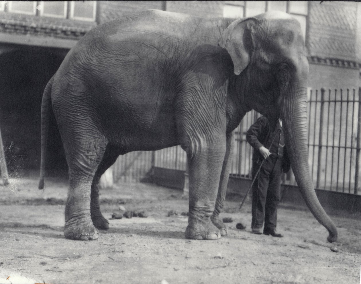 Elefante indiano, Assam Lukhi, com guardião no zoológico de Londres, abril de 1914 de Frederick William Bond