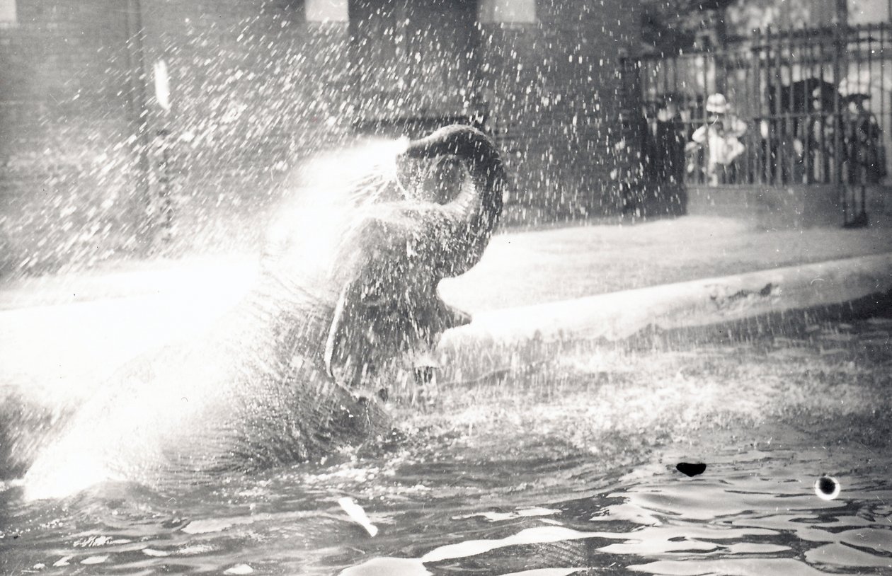 Elefante indiano tomando banho, 1923 de Frederick William Bond