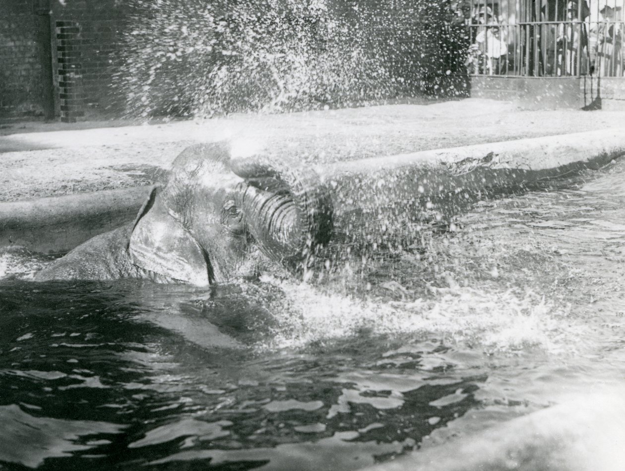 Indiarani tomando banho em sua piscina. Zoológico de Londres, agosto de 1923 (foto bw) de Frederick William Bond