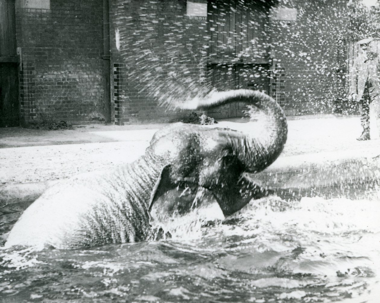 Indiarani tomando banho em sua piscina, Zoológico de Londres, agosto de 1923 (foto bw) de Frederick William Bond