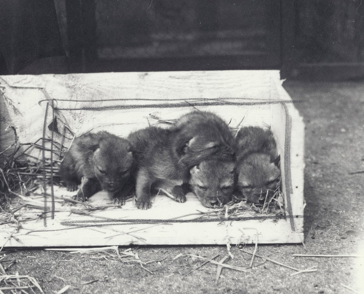 Filhotes de chacal em uma caixa, 1915 de Frederick William Bond