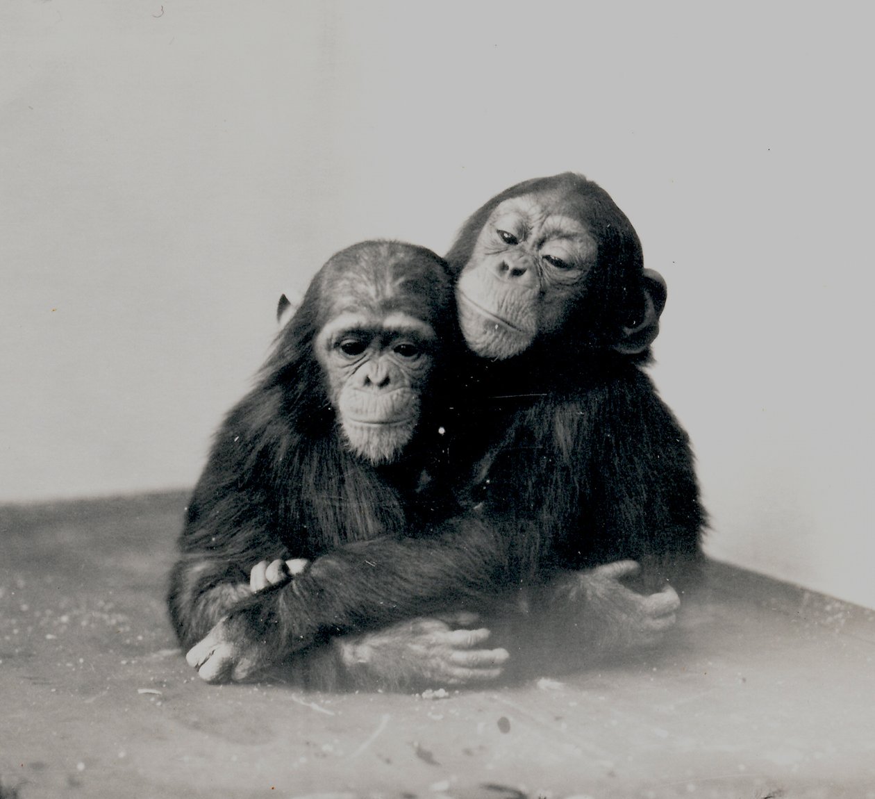 Johnnie e um amigo, dois dos chimpanzés do ZSL London Zoo, 1923 de Frederick William Bond