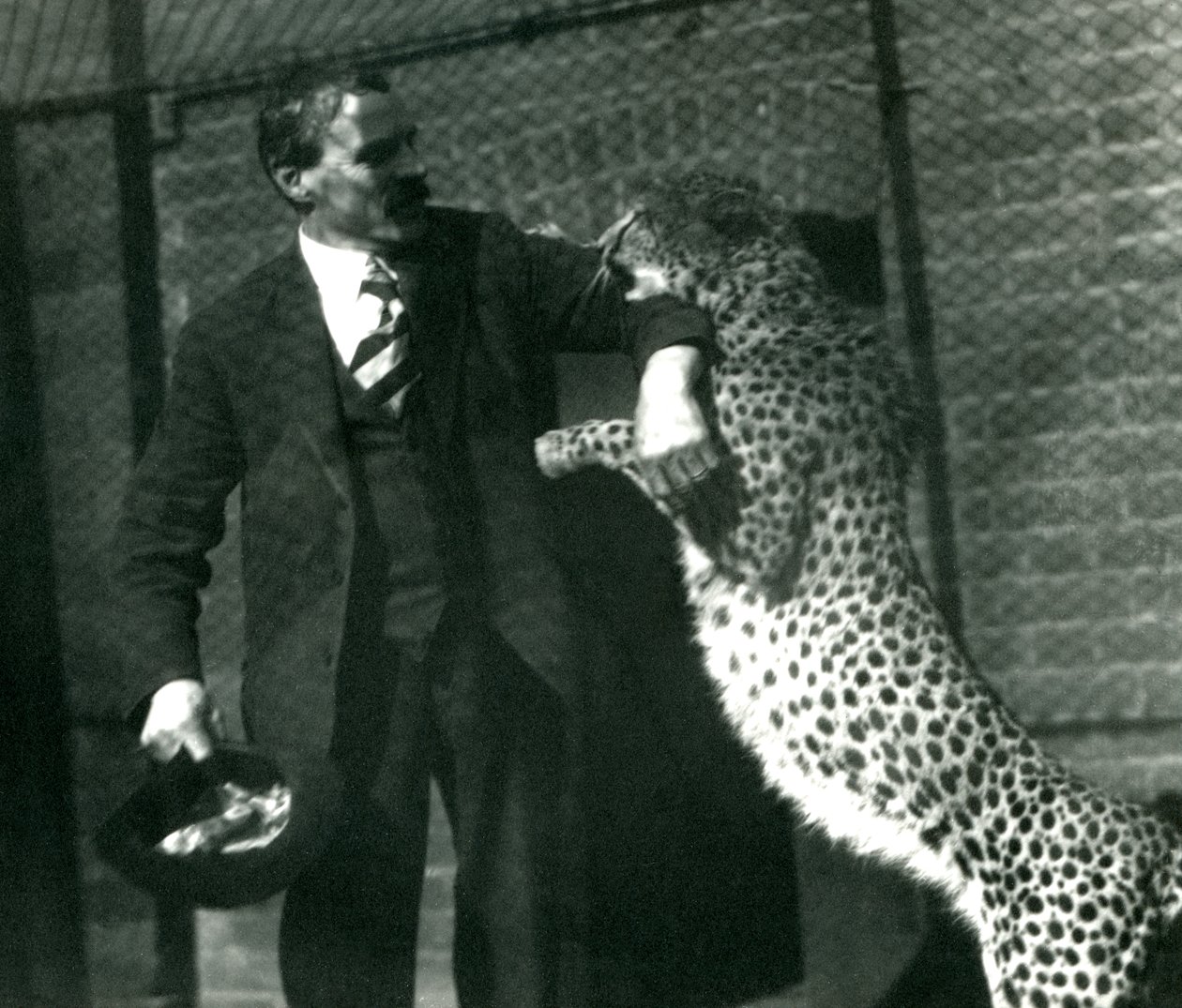 Guardião Charles Dixon com uma chita brincalhão no zoológico de Londres, outubro de 1922 (foto bw) de Frederick William Bond