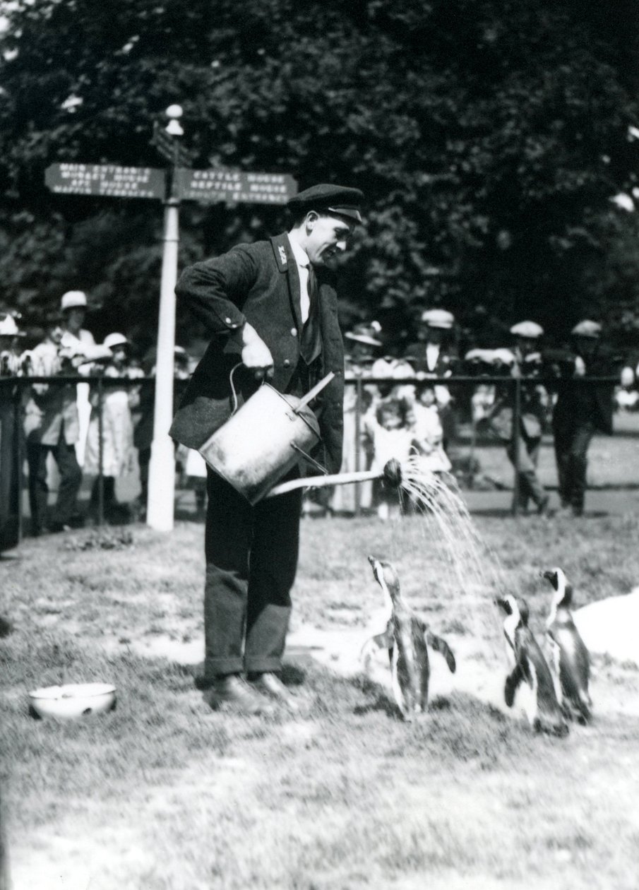 Keeper, Ernie Sceales, dá três pinguins um banho de um regador, London Zoo, 1919 de Frederick William Bond