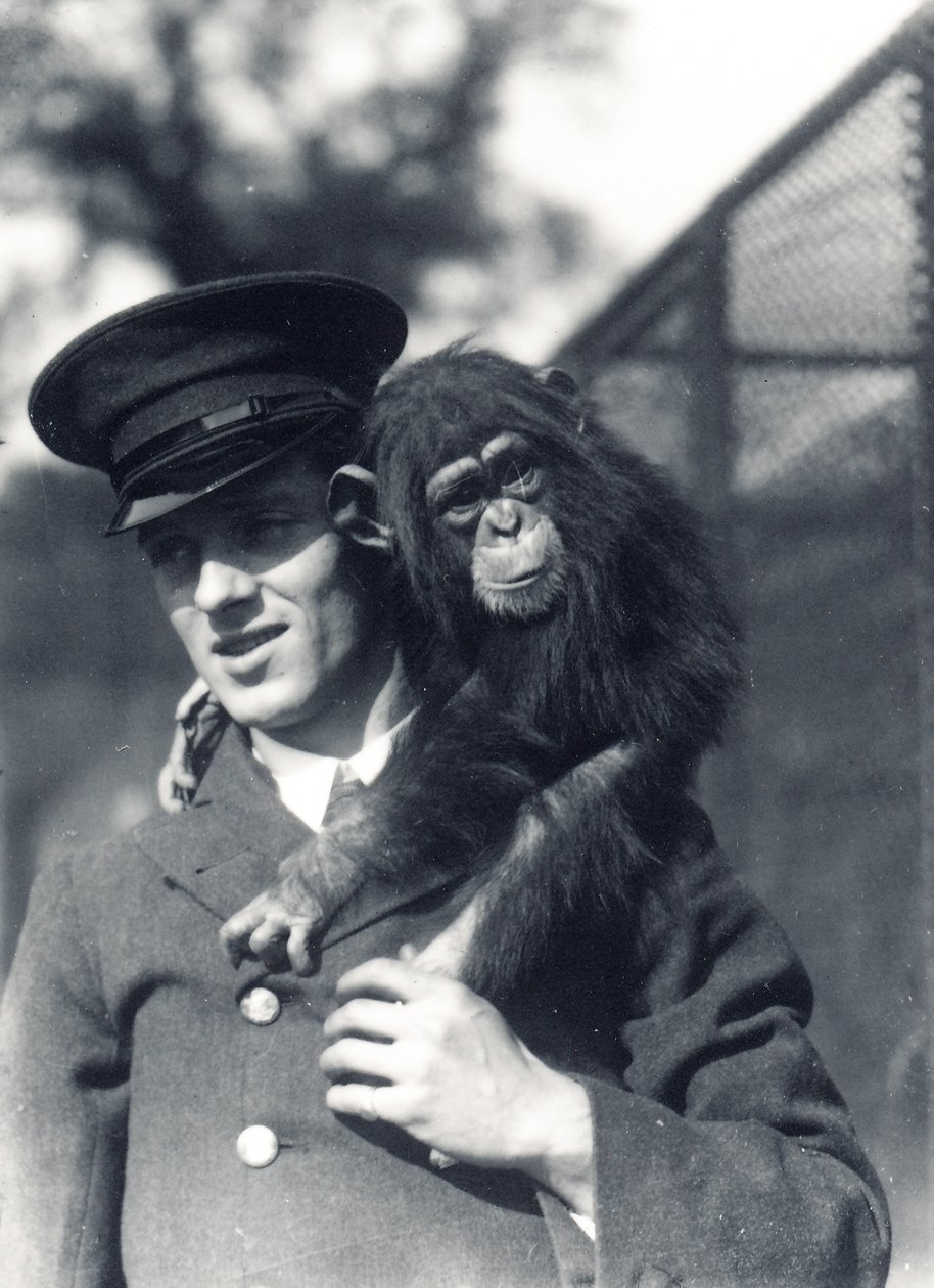 Keeper F. Shelly com o chimpanzé Johnnie ou Marco no ZSL London Zoo de Frederick William Bond