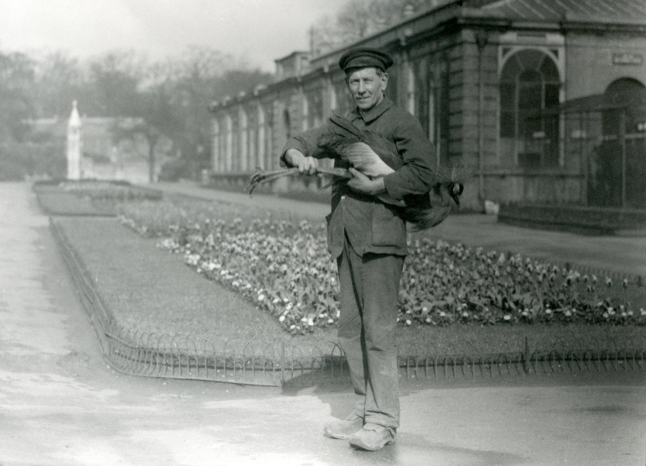 Guardião G. Blore carregando um guindaste coroado cinzento, zoológico de Londres, maio de 1923 (foto de bw) de Frederick William Bond