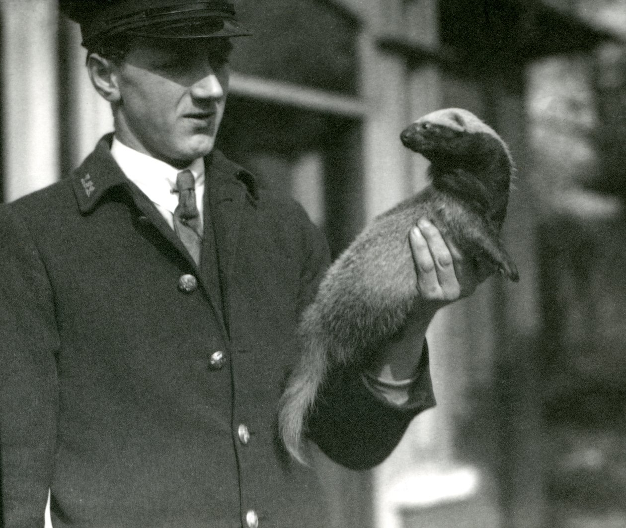 Guardião Leslie Flewin segurando uma Grison, London Zoo, 1923 (foto bw) de Frederick William Bond