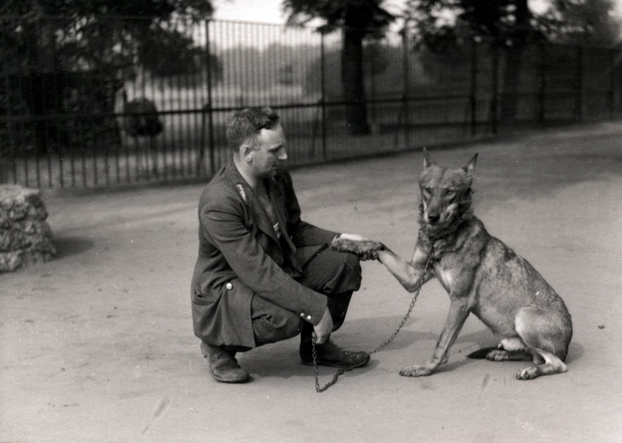 Guardião Leslie Martin Flewin com Peter, um lobo manso de Frederick William Bond