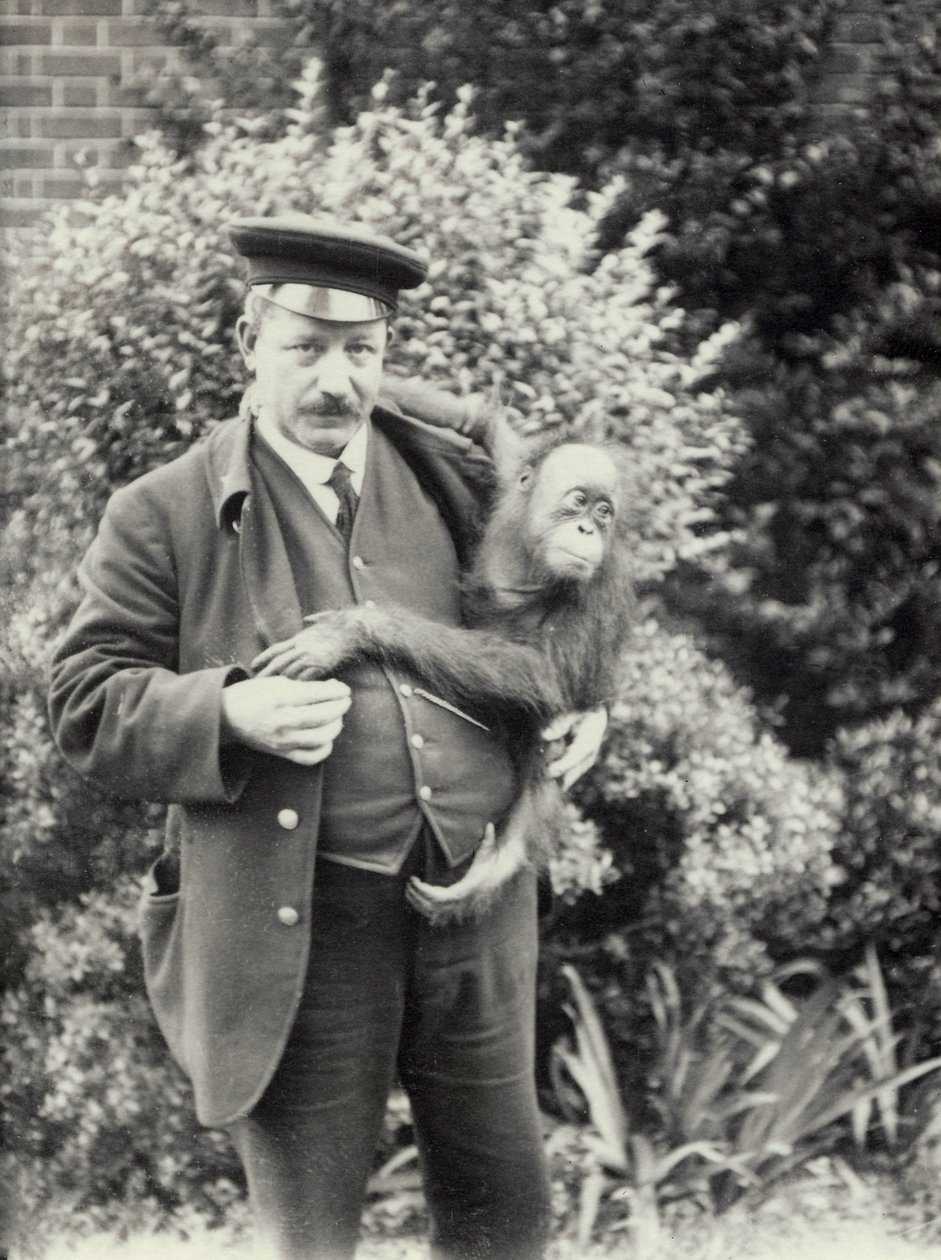 Guardião Z. Rodwell segurando jovem orangotango no zoológico de Londres, outubro de 1913 de Frederick William Bond