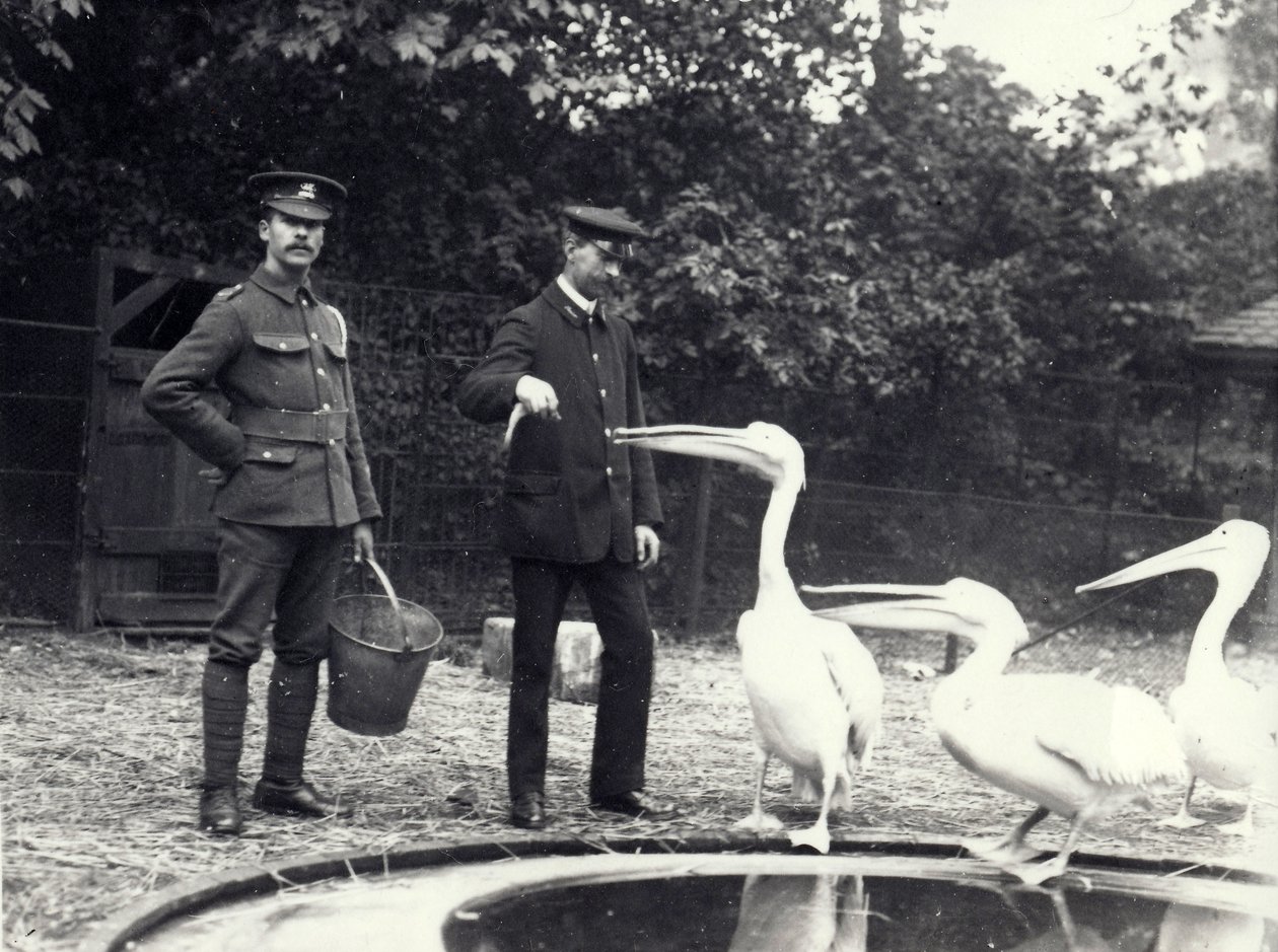 Os guardas Alf Taylor (à direita) e Bodman (à esquerda) alimentam peixes em pelicanos à beira da piscina no Zoológico de Londres, em outubro de 1915 de Frederick William Bond