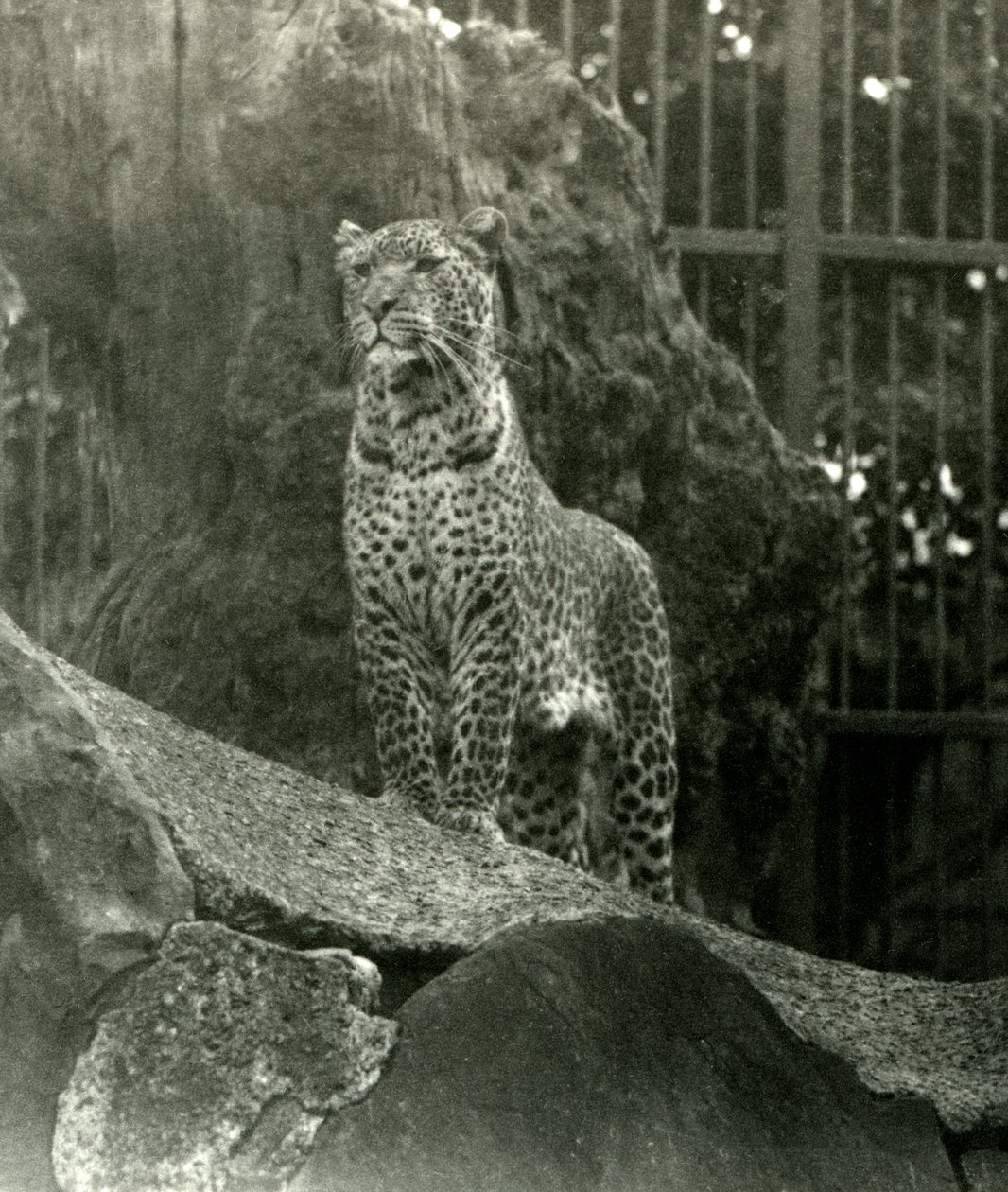 Leopard Rex em pé sobre as rochas em seu recinto no zoológico de Londres, 1923 (bw foto) de Frederick William Bond