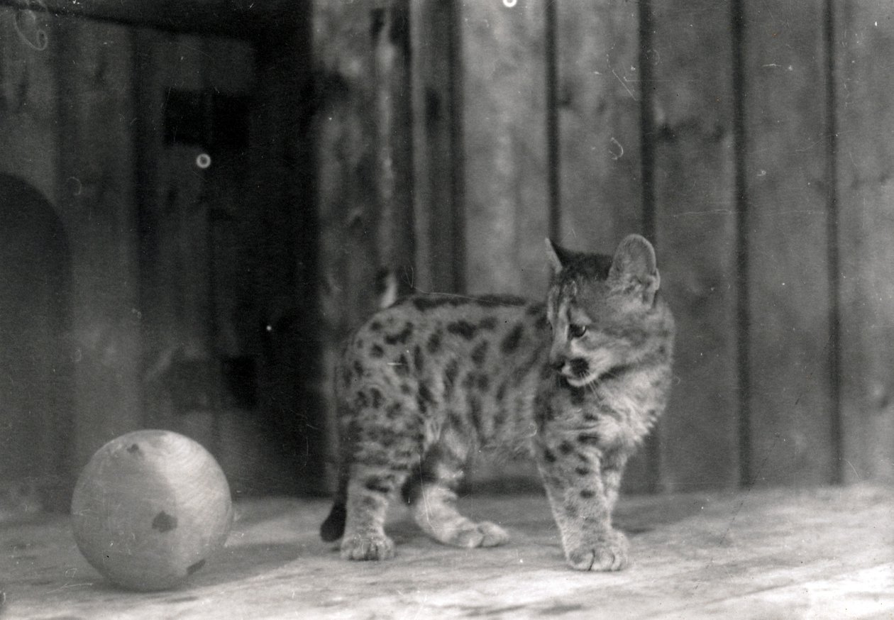 Filhote de leopardo com uma bola de Frederick William Bond