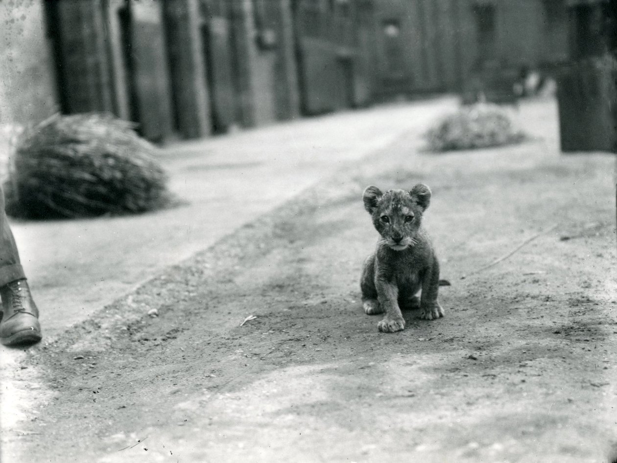 Filhote de leão no zoológico de Londres, 1912 de Frederick William Bond