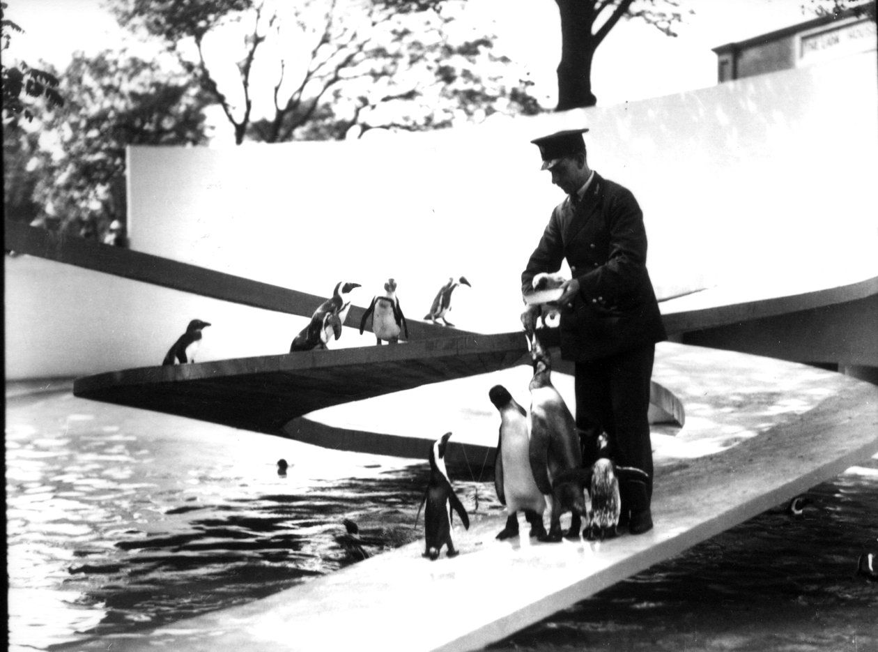 Piscina do Pinguim de Lubetkin, janeiro de 1934 de Frederick William Bond