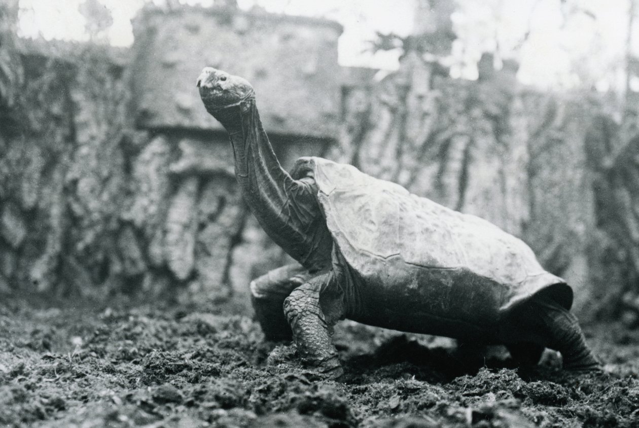 Abingdon macho ou tartaruga gigante da ilha de Pinta no jardim zoológico de Londres, 20 de janeiro de 1914 de Frederick William Bond