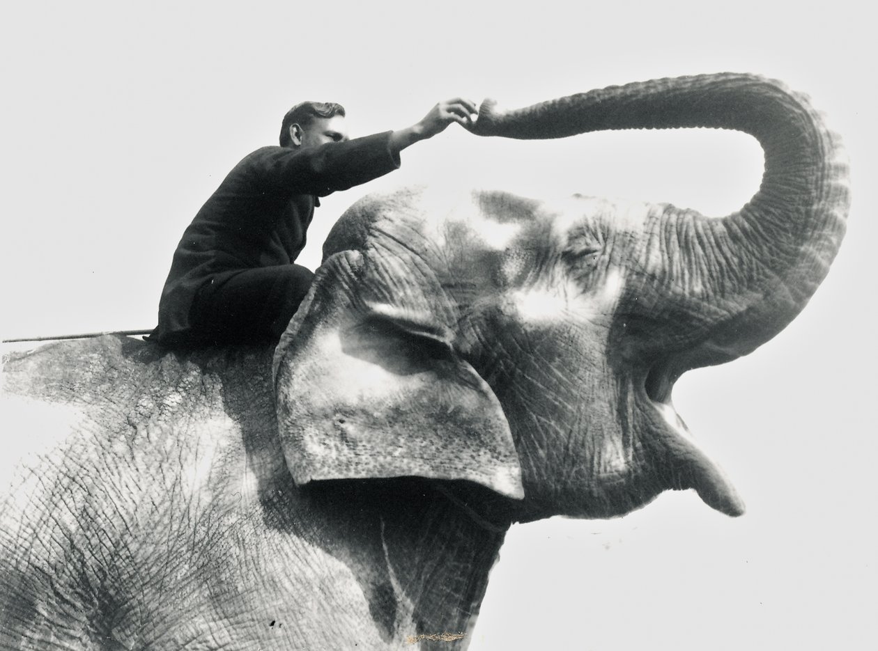 Homem montando um elefante, junho de 1922 de Frederick William Bond