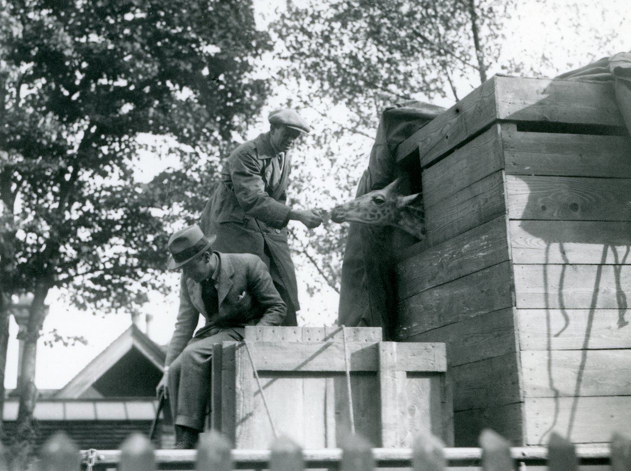 Homens transportando uma girafa jovem para o zoológico de Londres, oferecendo um lanche na chegada, em maio de 1923 (foto bw) de Frederick William Bond
