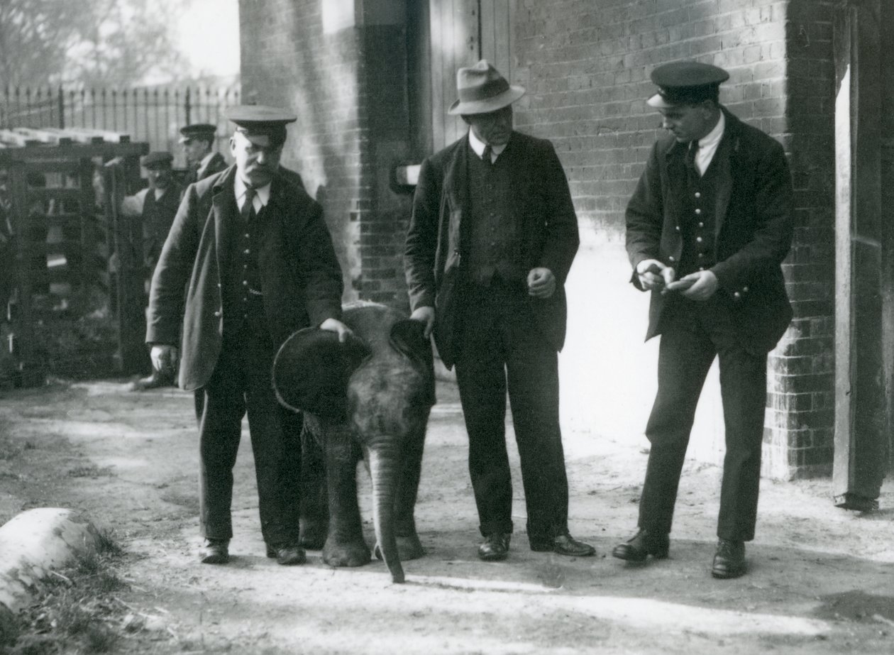 Recém-chegado bebê elefante pigmeu da floresta &39;Tiny&39;, com seus detentores Robertson, Stimpson e Milbourn no zoológico de Londres, outubro de 1922 de Frederick William Bond