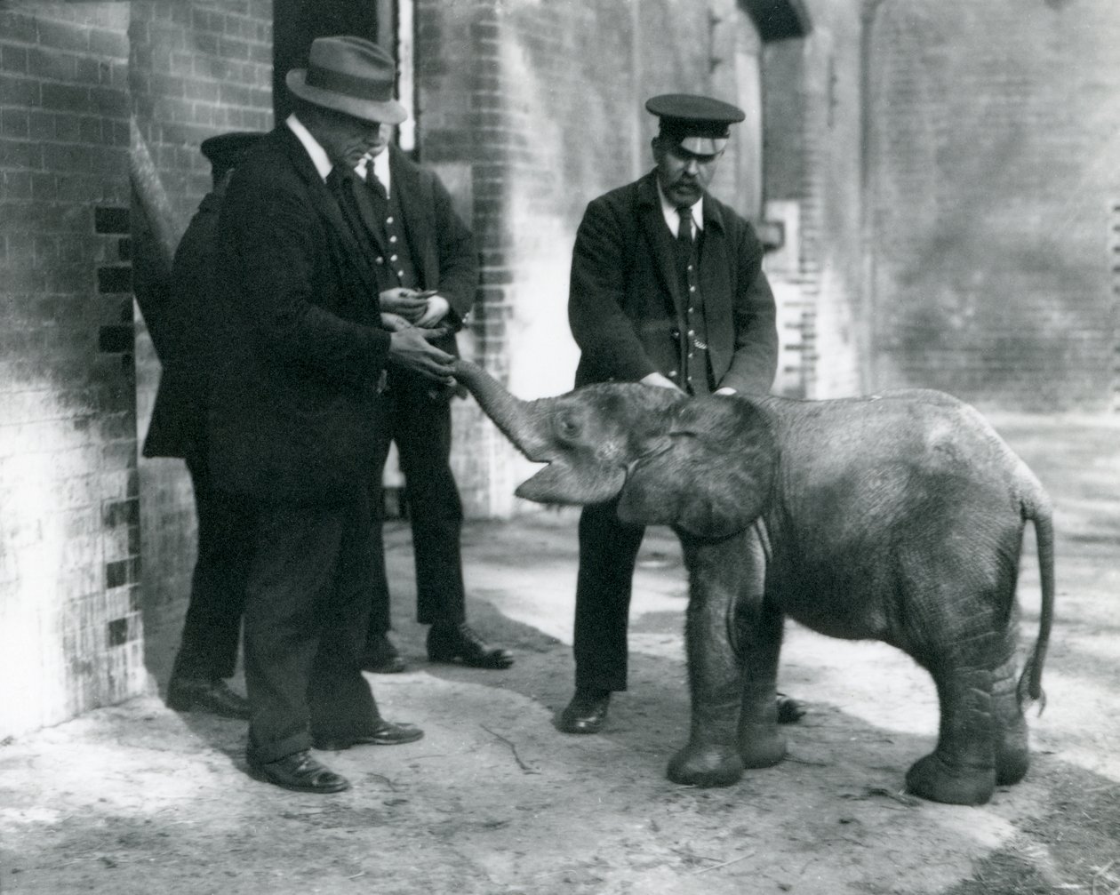 Recém-chegado bebê elefante floresta pigmeu Tiny, com seus detentores Robertson, Stimpson e Milbourn no zoológico de Londres, 1922 (foto bw) de Frederick William Bond