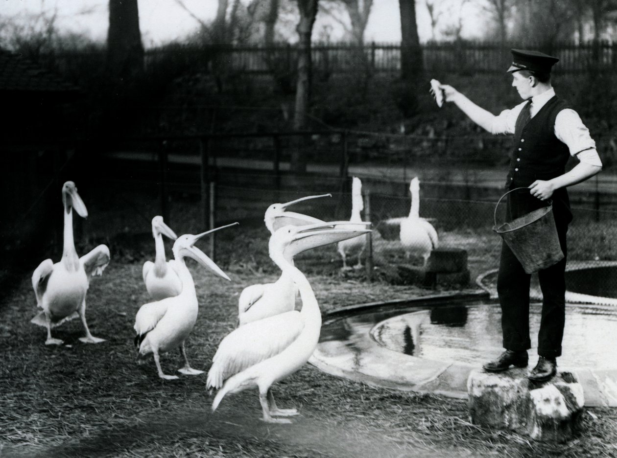 Pelicanos sendo alimentados com peixe por seu Keeper na beira da piscina, London Zoo, em dezembro de 1922 (foto bw) de Frederick William Bond