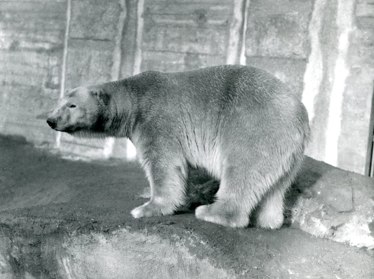 Urso Polar &39;Sam&39; no Zoológico de Londres, maio de 1914 de Frederick William Bond