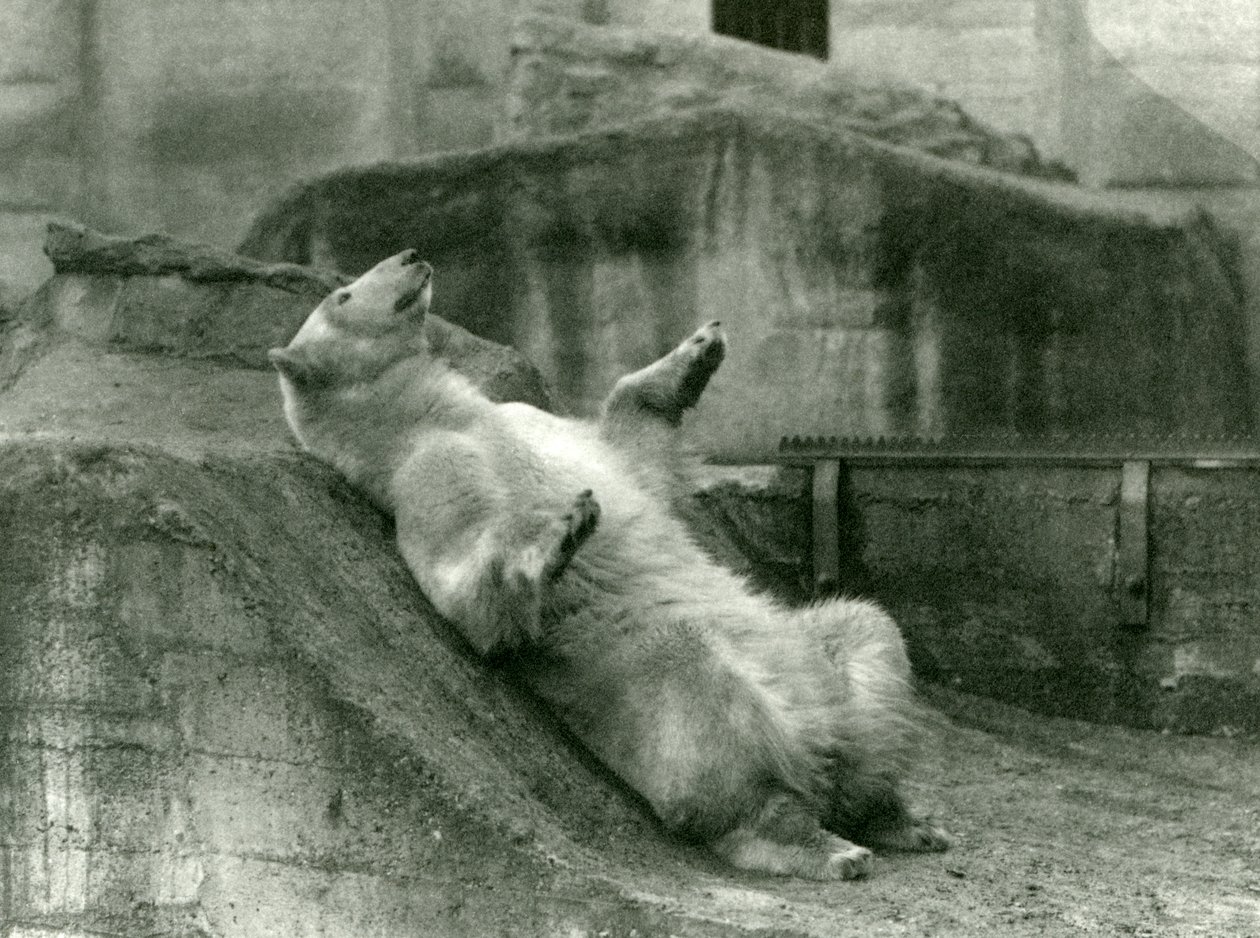 Urso Polar Sam, reclinado em seu recinto no sopé dos Mappin Terraces, no Zoológico de Londres, em 1923 (foto bw) de Frederick William Bond