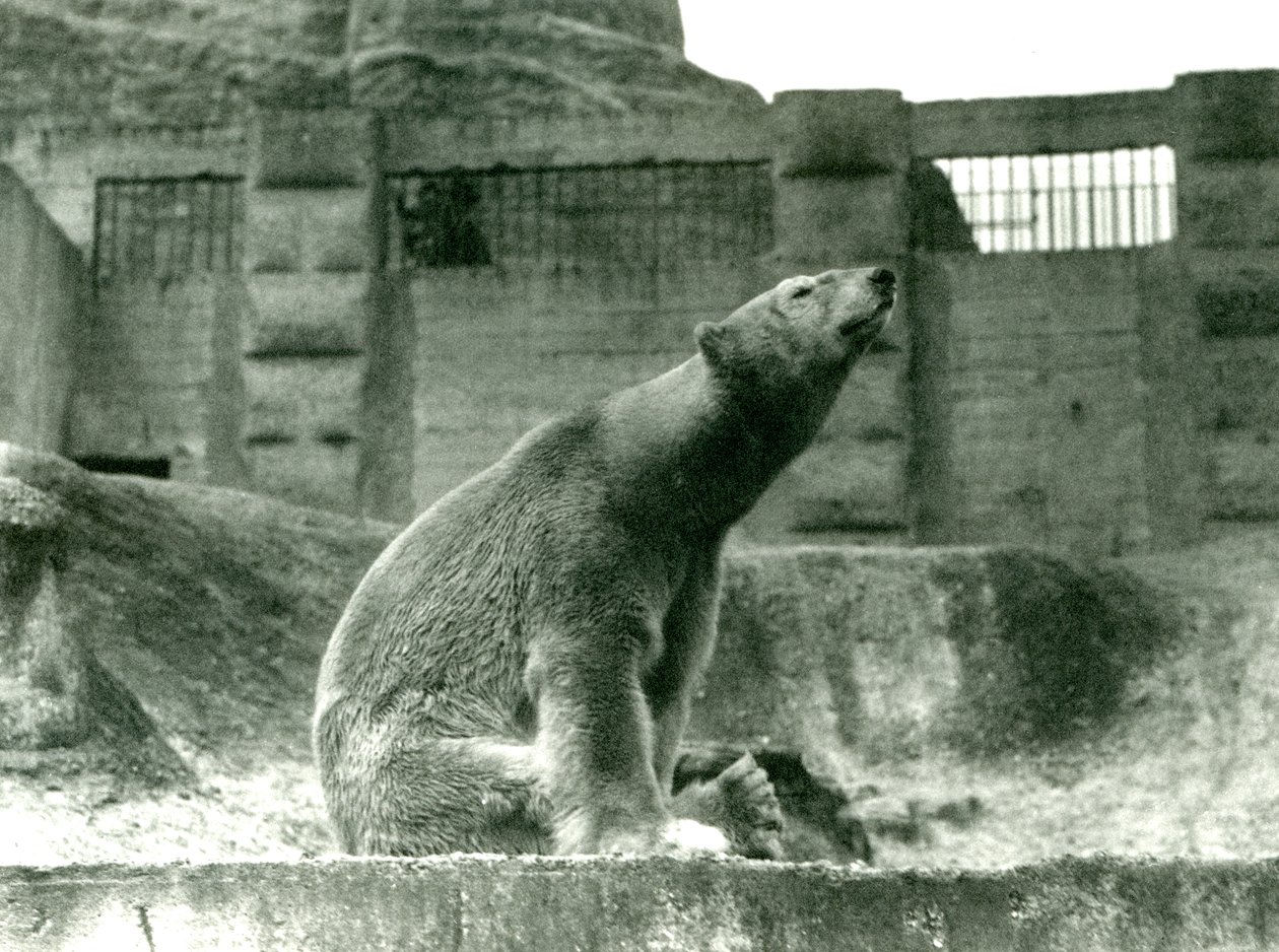 Urso Polar Sam, sentado em seu recinto no sopé dos Mappin Terraces, London Zoo, 1923 (bw photo) de Frederick William Bond