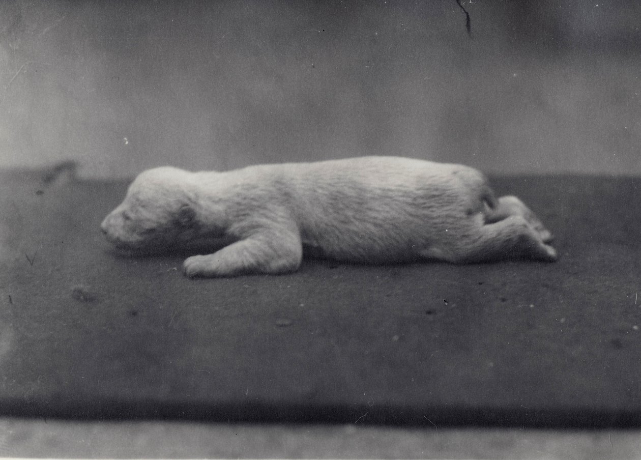 Filhote de urso polar com os olhos ainda não abertos, deitado em um cobertor no zoológico de Londres, de janeiro de 1920 de Frederick William Bond
