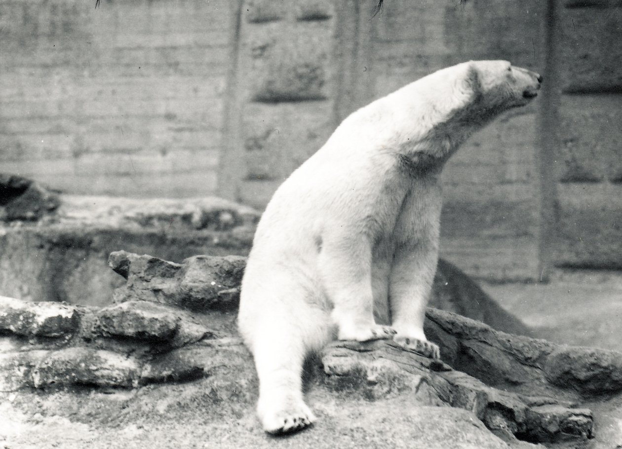 Urso polar sentado, 1924 de Frederick William Bond