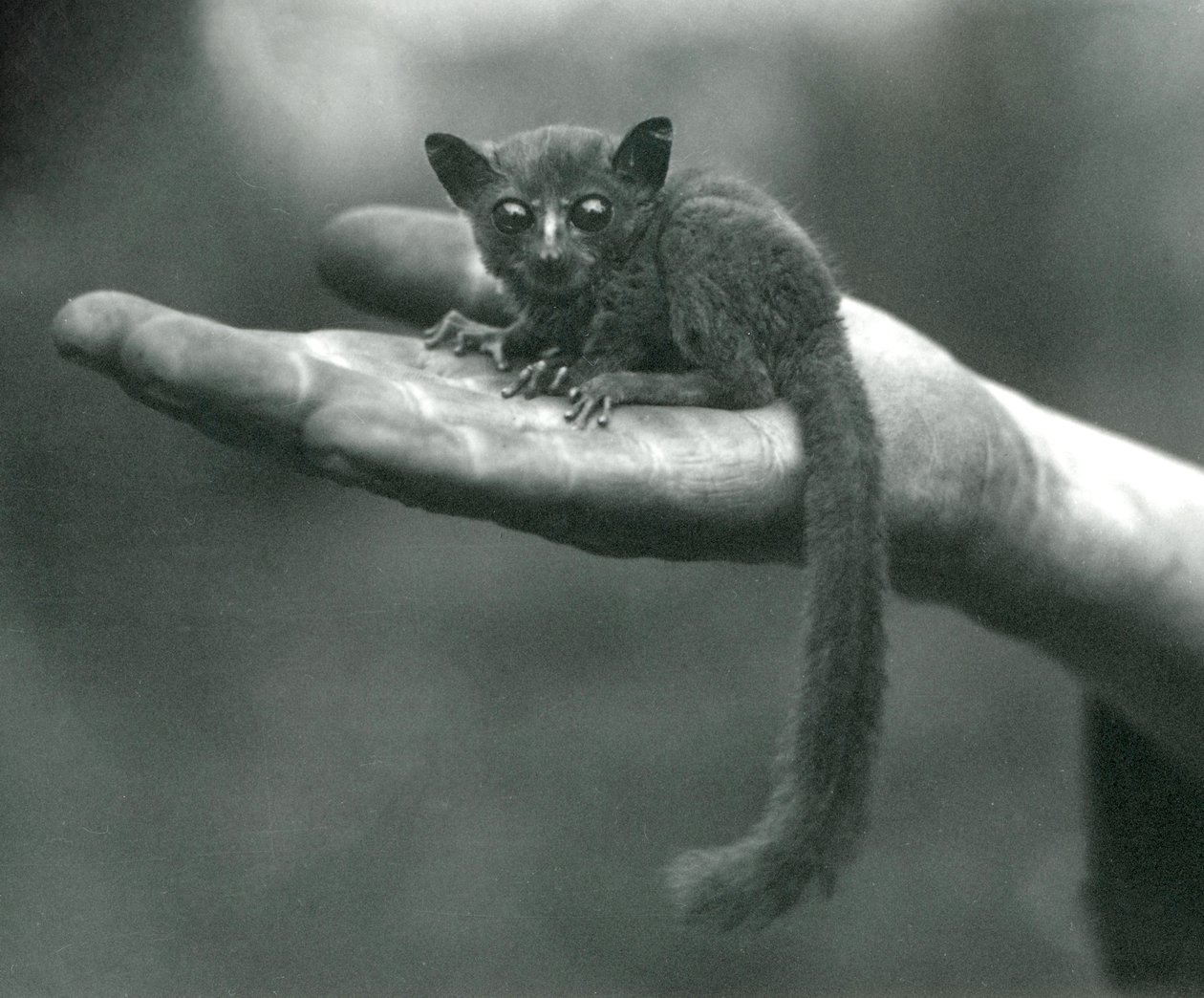 Galago de Príncipe Demidoff ou Bushbaby descansando na palma da mão dos guardiões no zoológico de Londres, abril de 1917 de Frederick William Bond