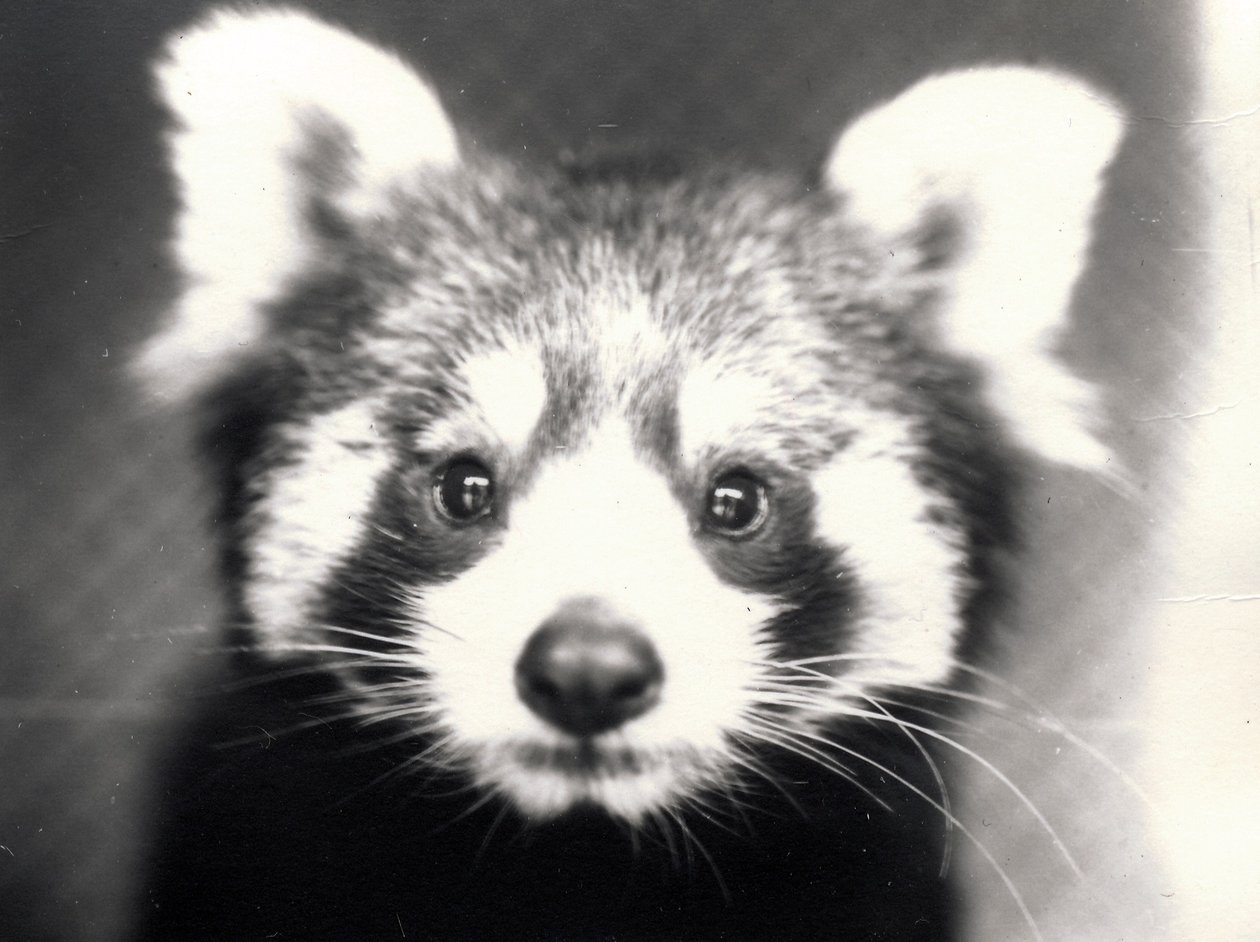 Panda Vermelho, 1913 de Frederick William Bond