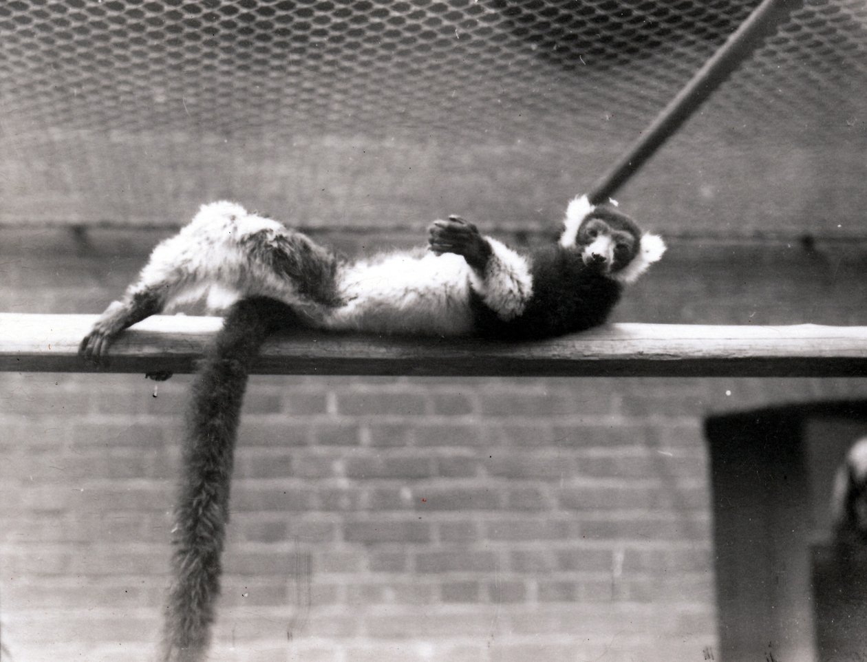Lemur Ruffed de Frederick William Bond