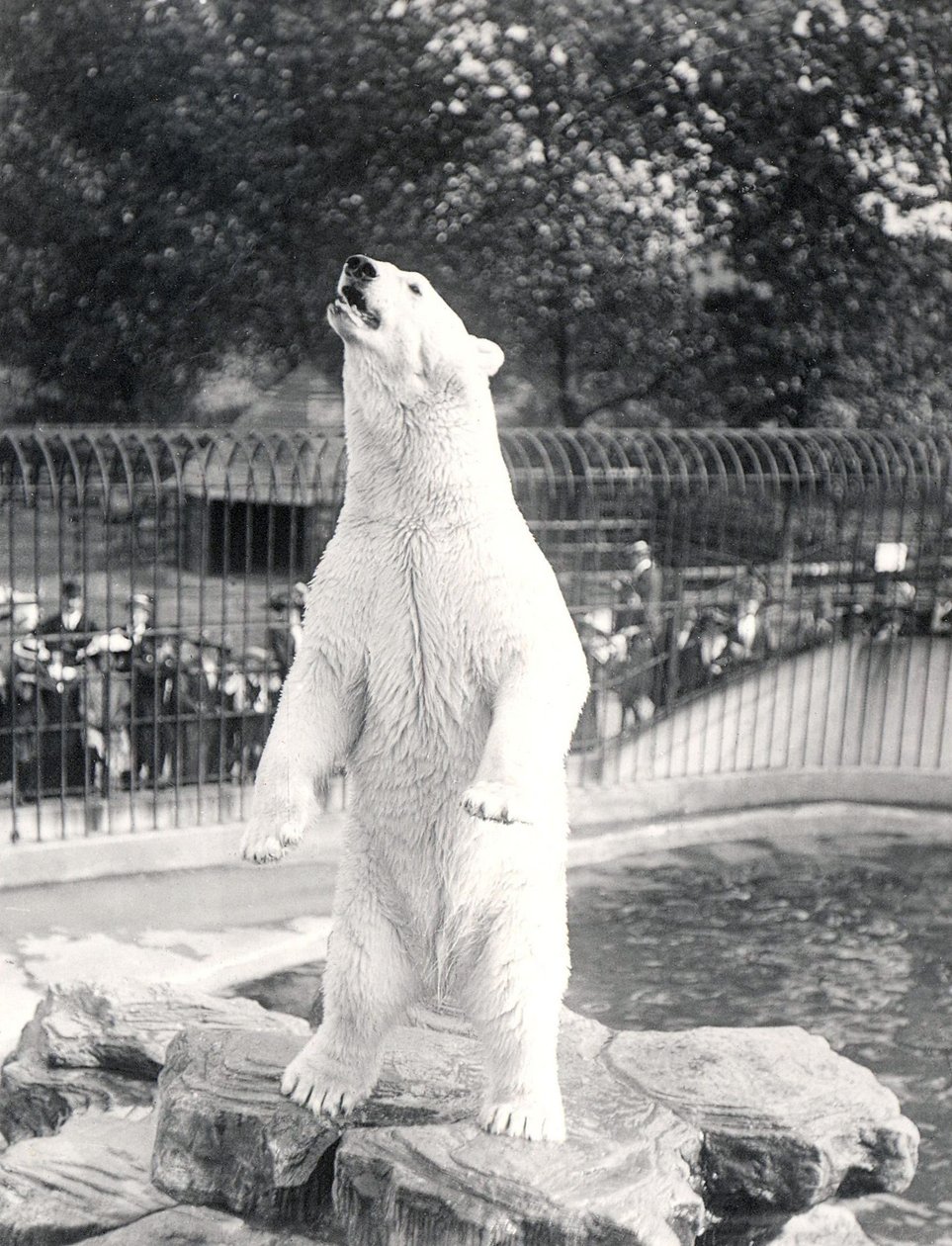 Sam, o Urso Polar, implorando por comida no ZSL London Zoo, 1912 de Frederick William Bond