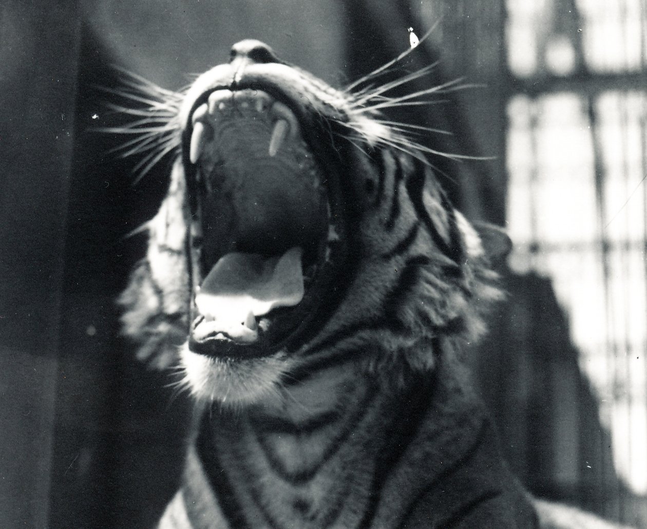 Sam o tigre bocejando, julho de 1924 de Frederick William Bond