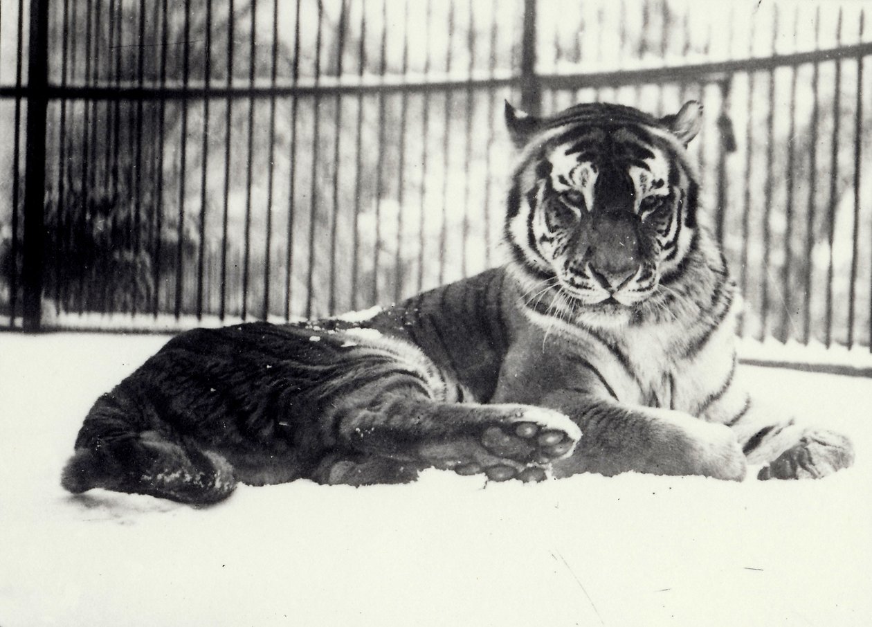 Siberiano ou Amur Tiger &39;&39; Moloch &39;&39; na neve no zoológico de Londres de Frederick William Bond