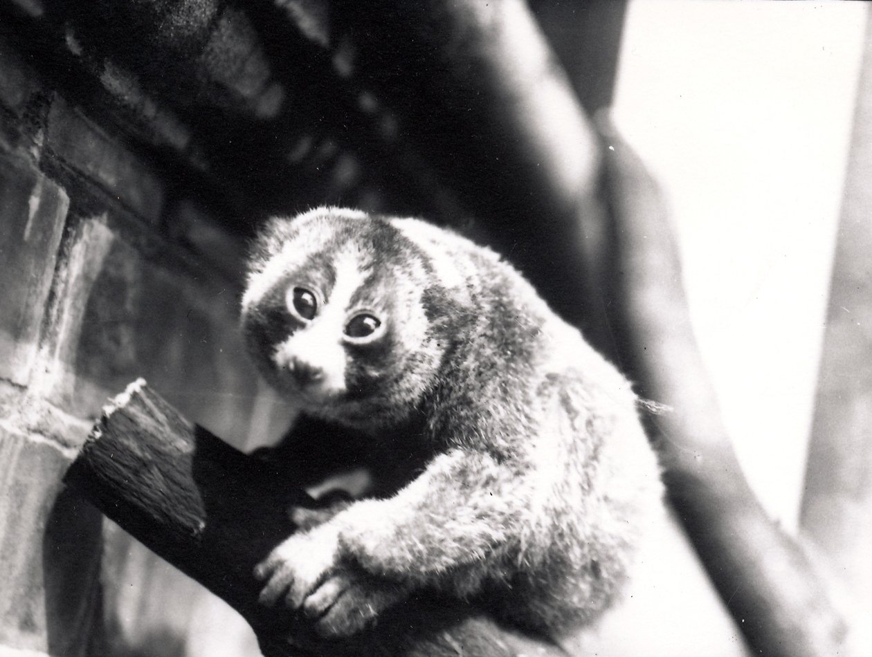 Slow Loris em um galho no zoológico, 1913 de Frederick William Bond