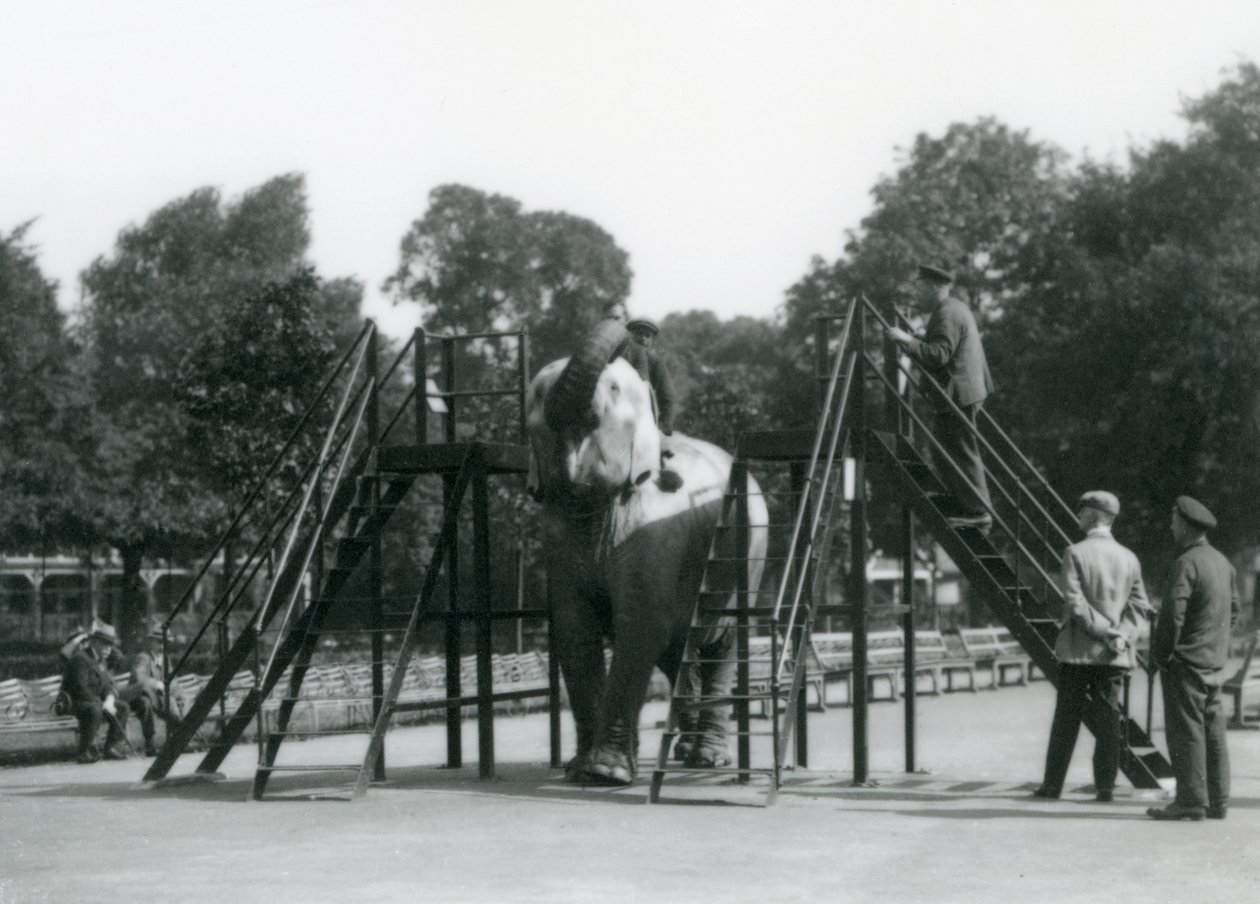 Syed Ali treina Indiarani, enquanto outros funcionários e tratadores olham, London Zoo, junho de 1922 (bw photo) de Frederick William Bond