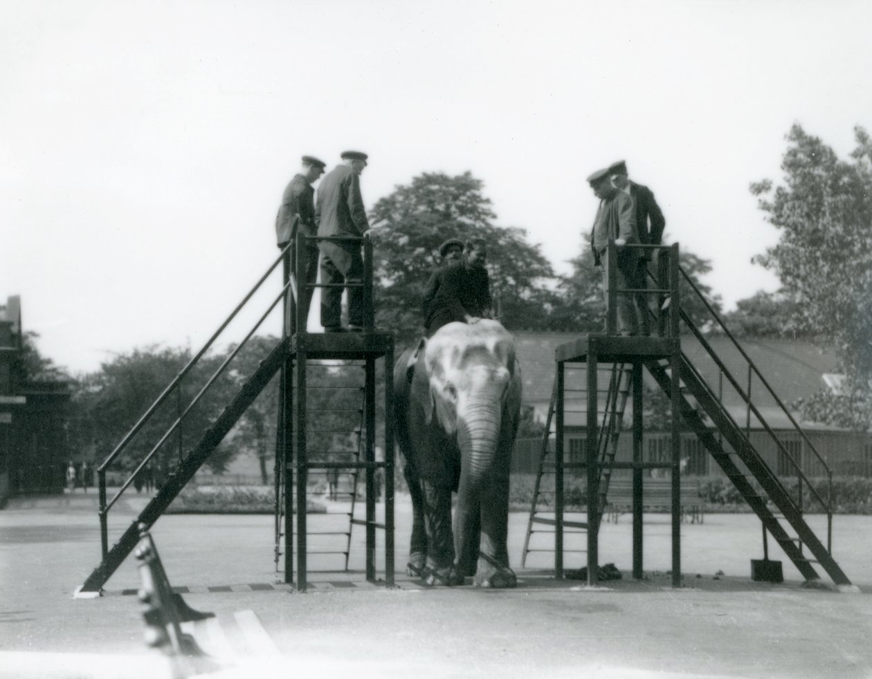 Syed Ali treina Indiarani, enquanto outros funcionários e tratadores olham, London Zoo, junho de 1922 (bw photo) de Frederick William Bond
