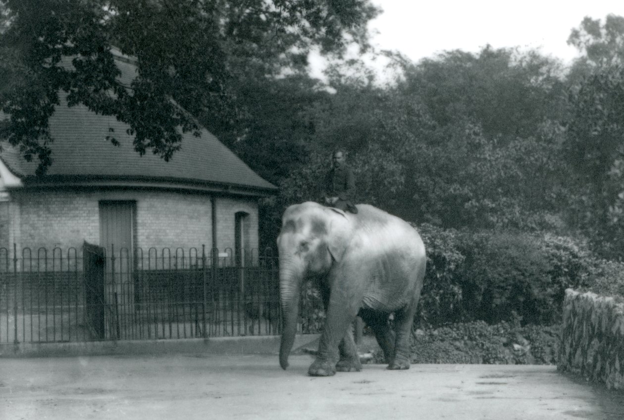 Syed Ali treina Indiarani, enquanto outros funcionários e tratadores olham, London Zoo, junho de 1922 (bw photo) de Frederick William Bond