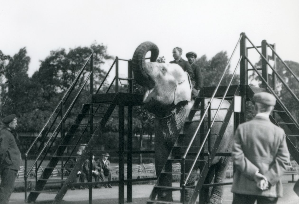 Syed Ali treina Indiarani, enquanto outros funcionários e tratadores olham, London Zoo, junho de 1922 (bw photo) de Frederick William Bond