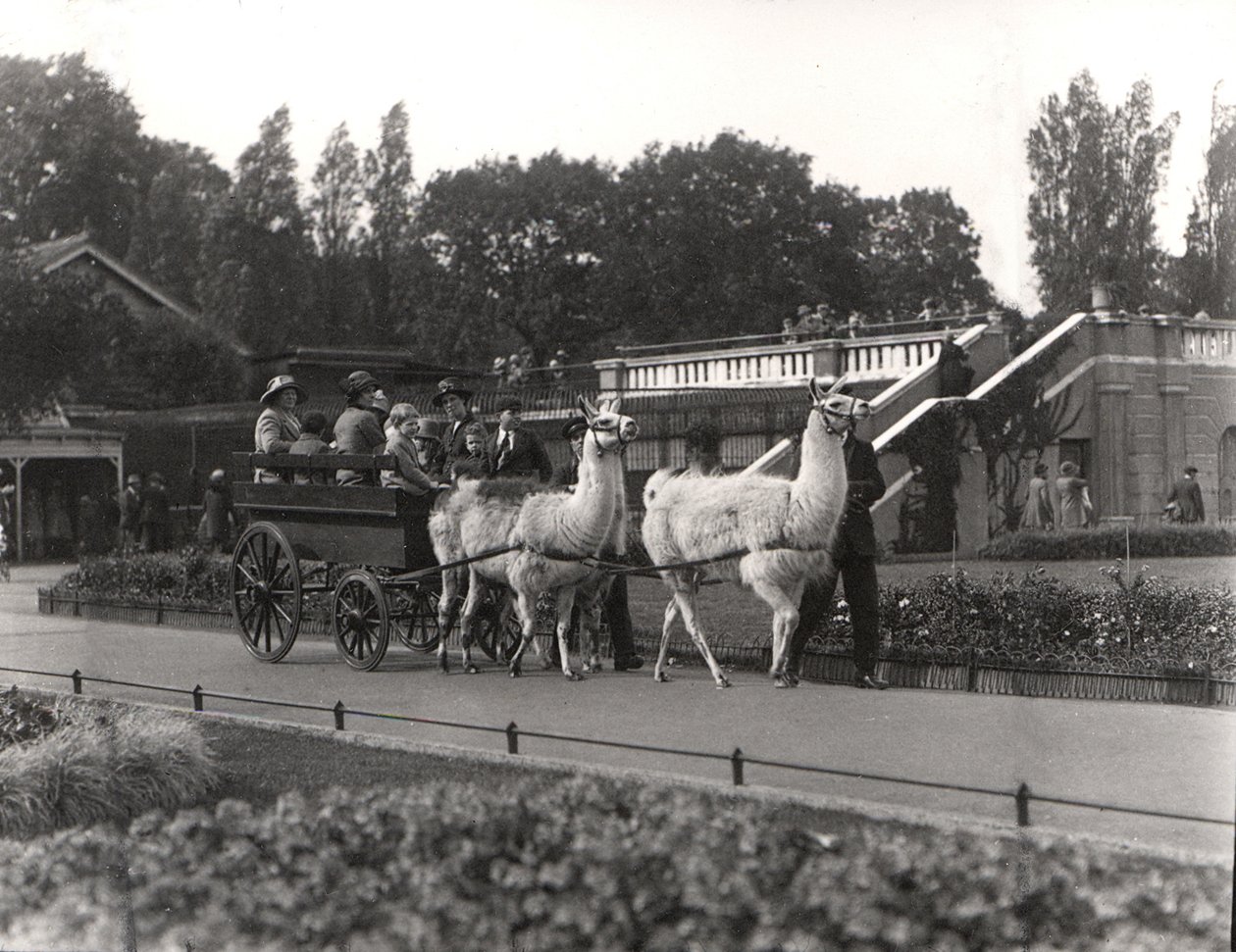 O passeio de lhama - uma vez um recurso no ZSL London Zoo, em setembro de 1923 de Frederick William Bond